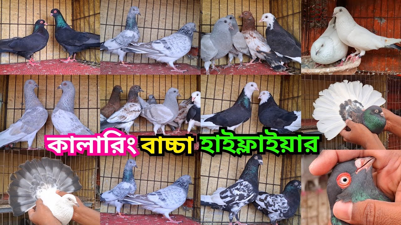 চায়না খাকি, র-পাংখি, বাচ্চা,ময়নাঝাক,সিলভার,বেজি,কালদম,চিলা মুসলদম ও হাই ফ্লাইয়ার কবুতর কিনুন। 