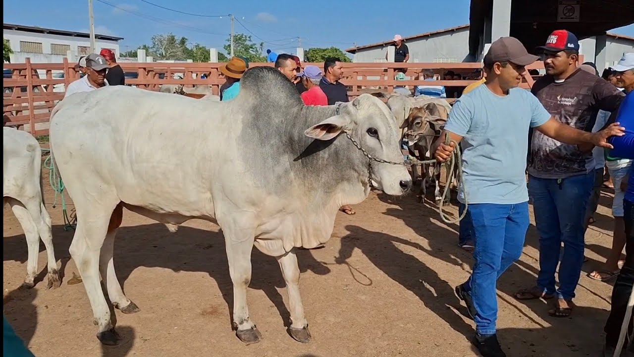 MUITO GADO NA FEIRA DE LAGOA DE PEDRAS-RN 23.02.2026