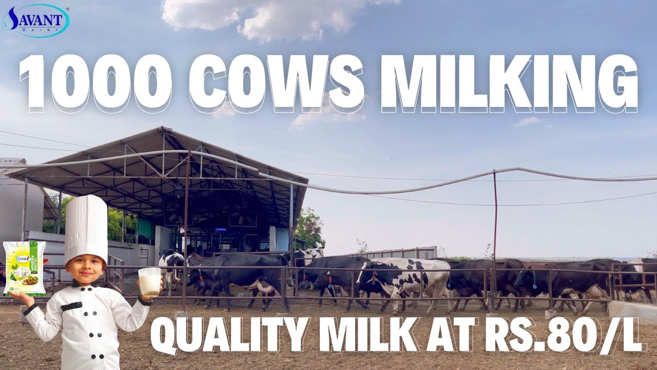 How We Produce Quality Milk Of Rs.80/L | 1000 Cows Milking Process 🥛