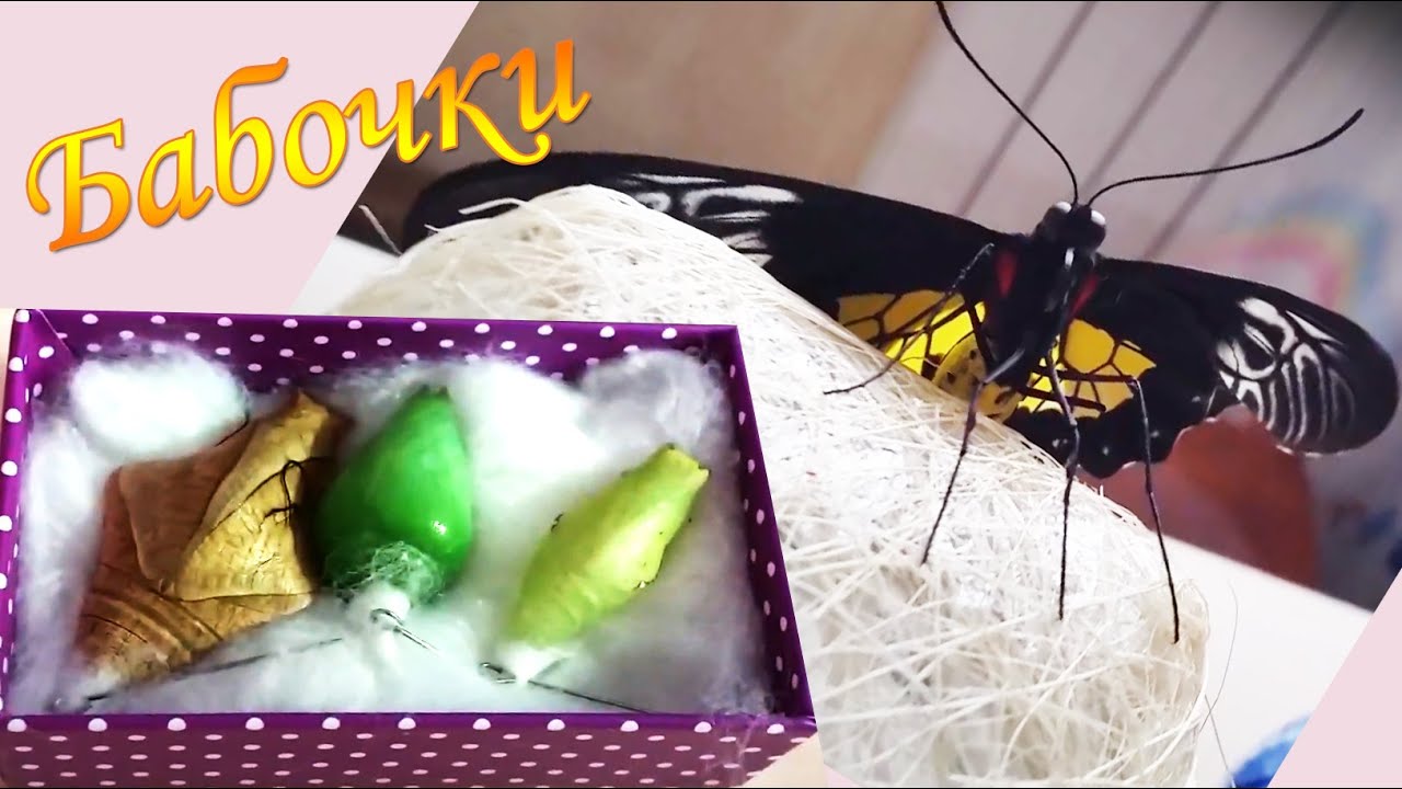 Бабочки! Домашние бабочки. Бабочкарий - ферма бабочек. В домашних условиях.