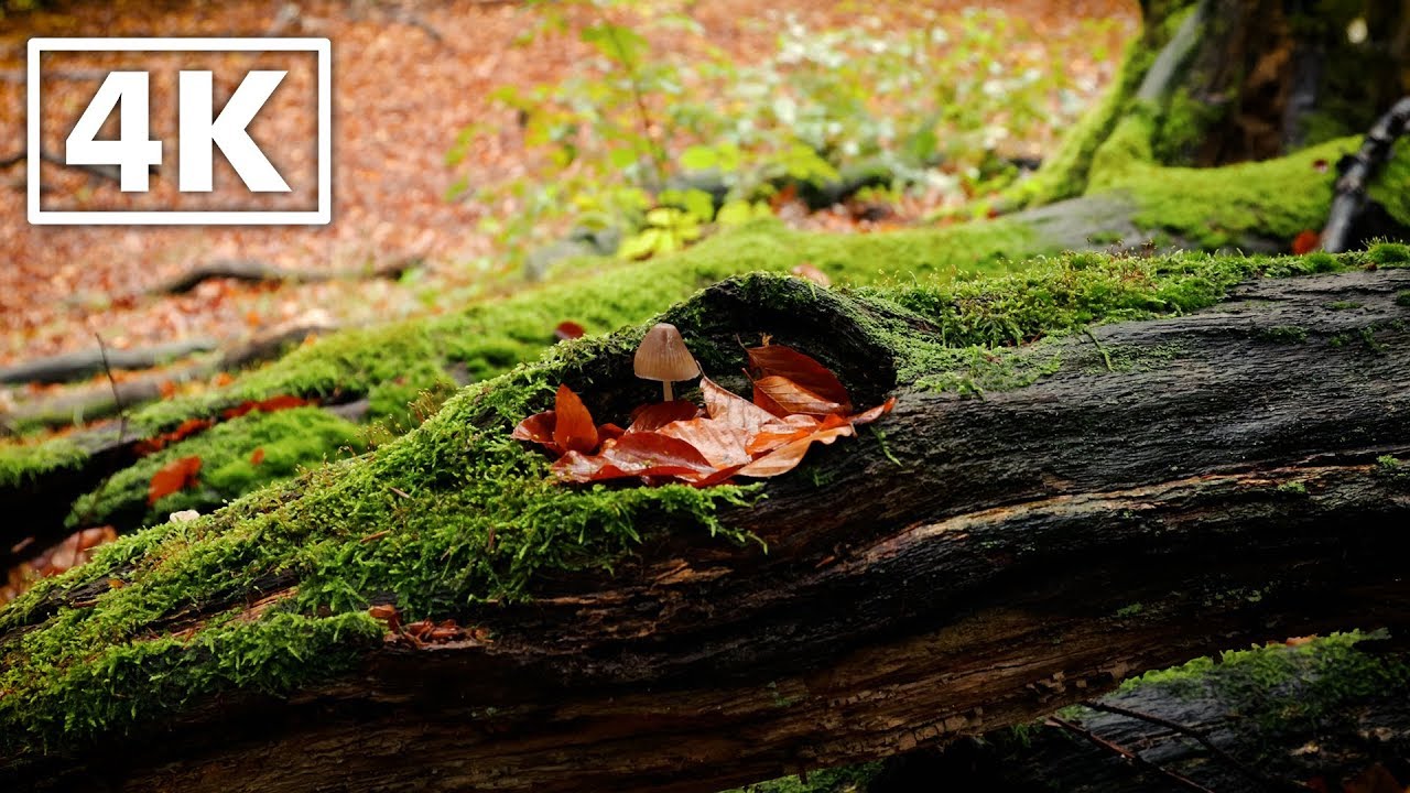 The Wilderness and it's Sounds | Mushroom and Trees under a soothing rain