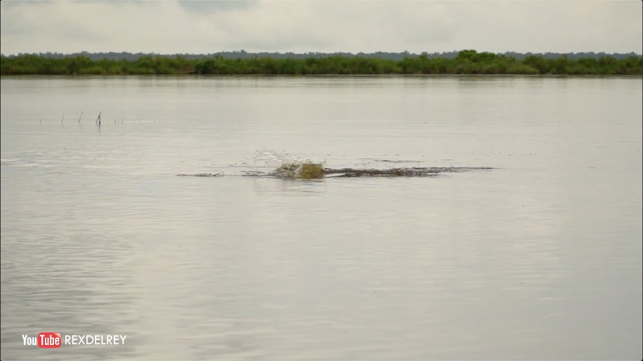 TOPWATER Action on a SCHOOL of Tailing Redfish | #FRSHCatch