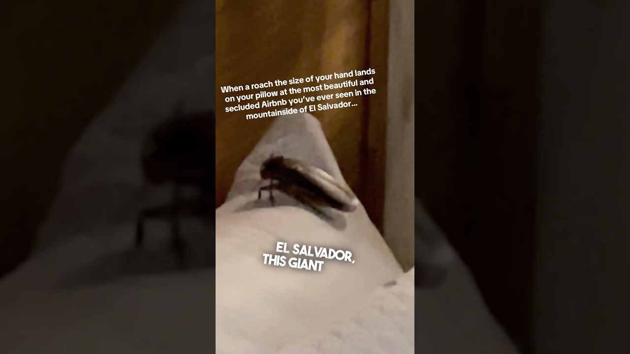The biggest roach ever was in their bed on vacation 😱