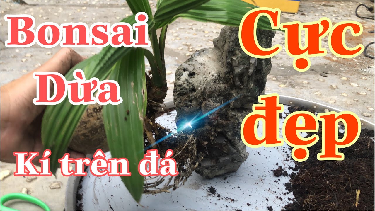 Bonsai Dừa K&yacute; Đ&aacute; 🇻🇳 Coconut bonsai planted on stone Viet Nam p2