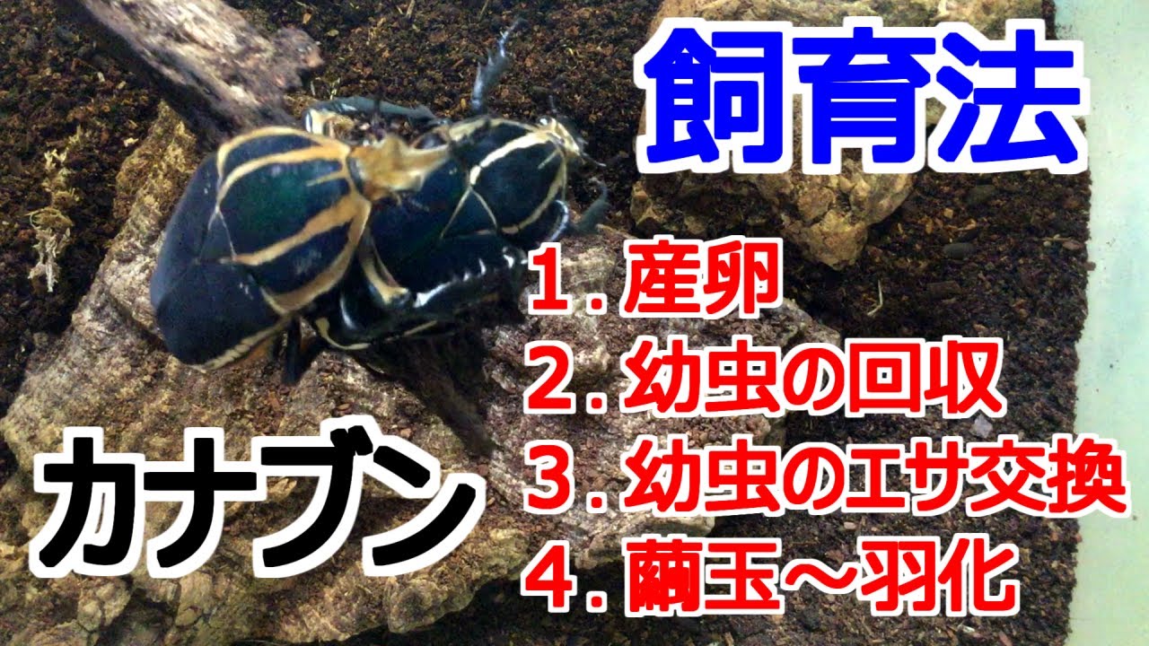 外国産カナブンの飼育方法　産卵～羽化まで