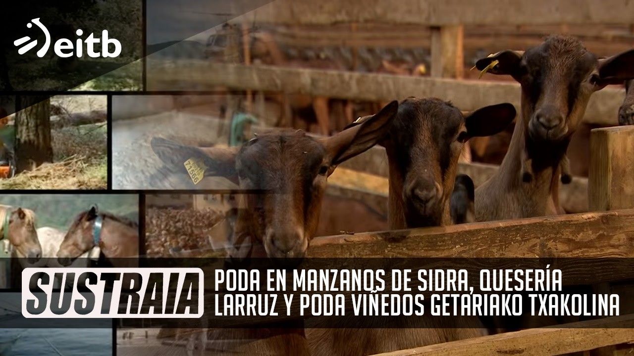 SUSTRAIA: Poda en manzanos de sidra, Quesería Larruz y Poda viñedos Getariako Txakolina