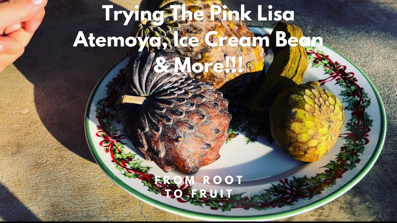 Trying The Pink Lisa Atemoya, Ice Cream Bean & More!!!