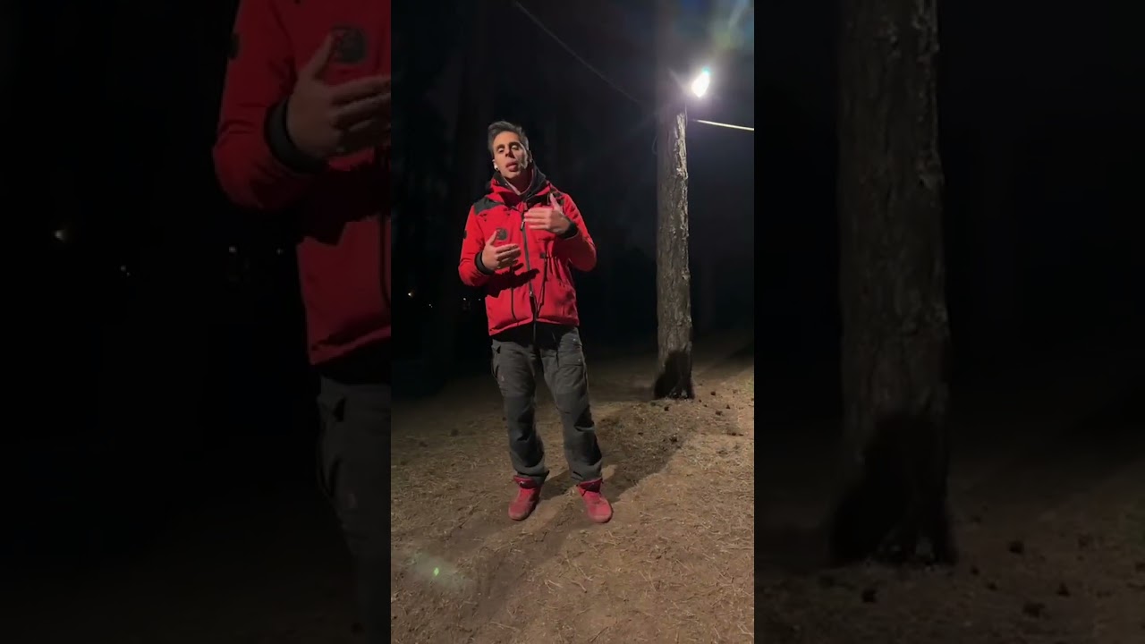 IG LIVE - ПОЛНЫЙ сеанс онлайн-тренировок на послушание✅ #stsk9 #ninodrowaert #labrador