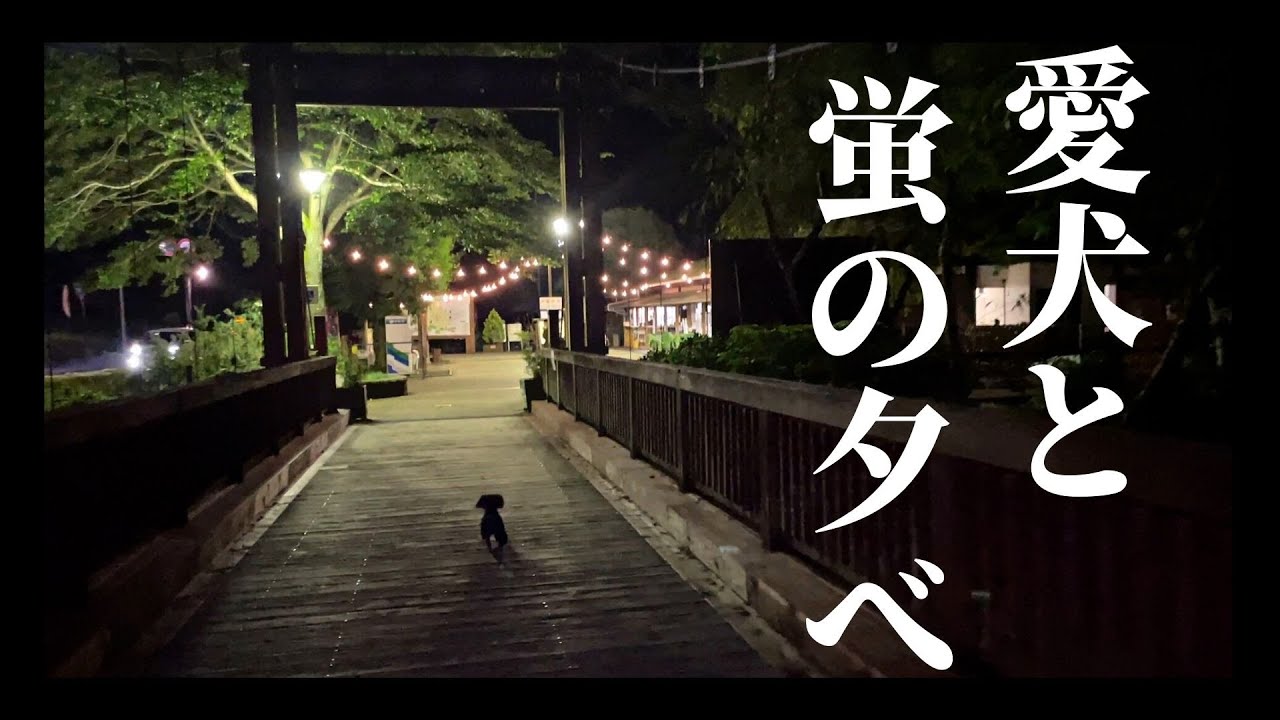 【蛍の夕べ】愛犬と蛍を見に行きました＆今月のフード購入