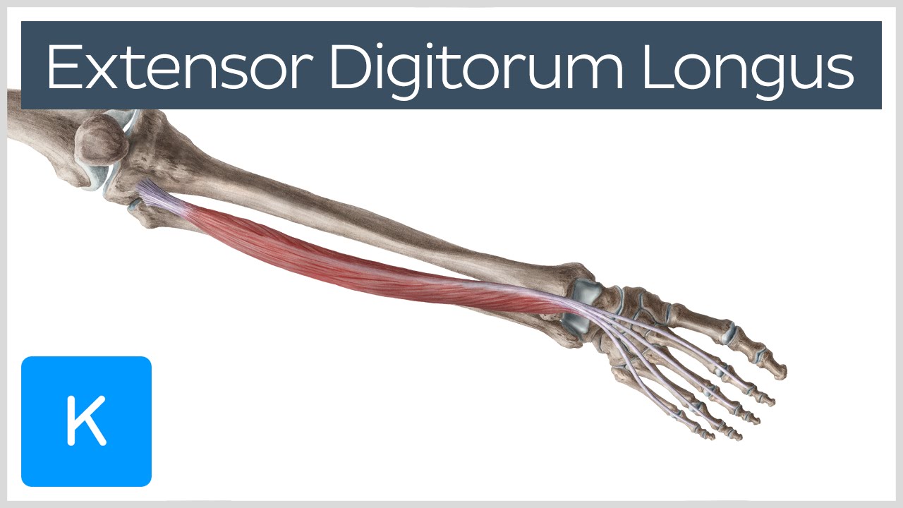 Extensor Digitorum Longus Muscle - Origins & Function - Human Anatomy |&nbsp;Kenhub