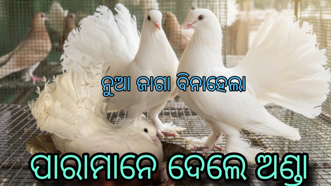 ପାରା ଙ୍କ ପାଇଁ ନୁଆ ଜାଗା ବନା ହେଲା 🏡 ପାରାମାନେ ଦେଲେ ଅଣ୍ଡା 😱