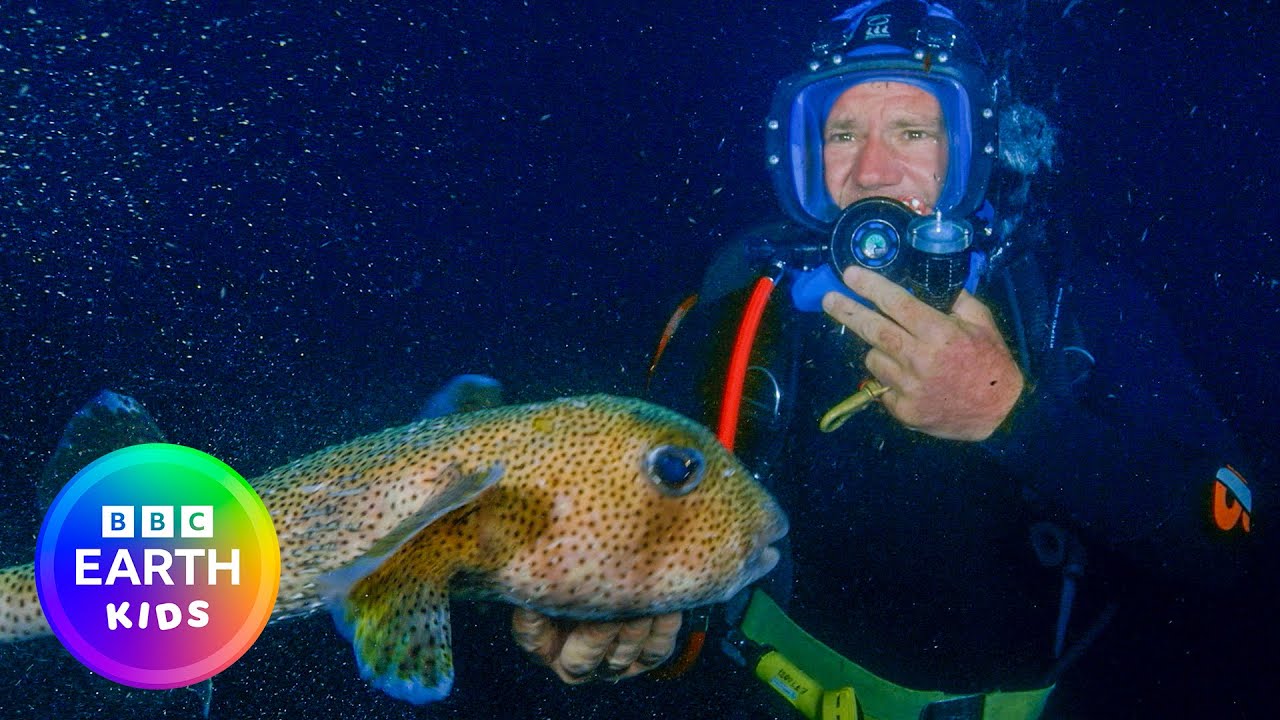 Giant Pufferfish and Moray Eels: Cute but Deadly | Deadly 60 | BBC Earth Kids