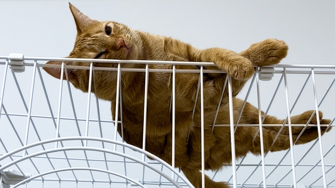 二匹の保護猫ピチナナは夕方になるとここに避難します