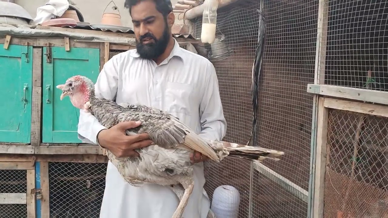 Blue slate breeder Turkey 🦃 male sold out sayeed wale Allah Pak bahi K Naseeb me kare