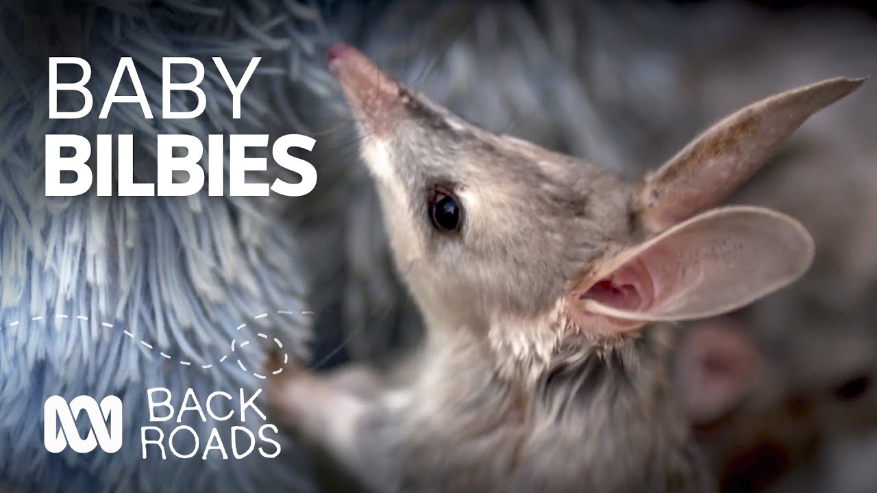 This outback town is Australia’s ‘bilby capital’  | ABC Australia