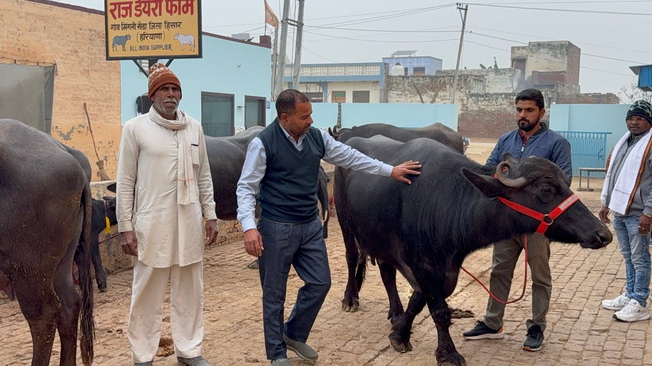 👍 MP , जिला - साजापुर जा रही 4 मुर्रा भैंस 🐃 , 118000 में खरीदी 14 लीटर दूध तैयार Raj dairy farm से 