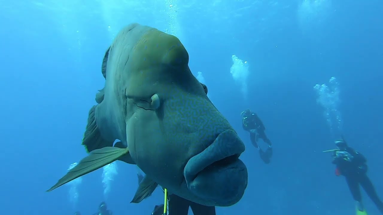 Diving in the Red Sea, Deep South Egypt, at St. Johns Caves