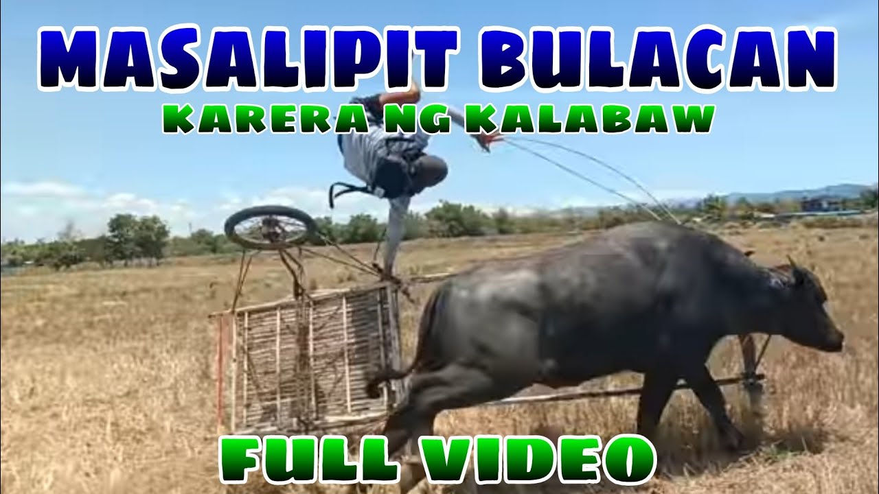 Masalipit bulacan karera ng kalabaw full video