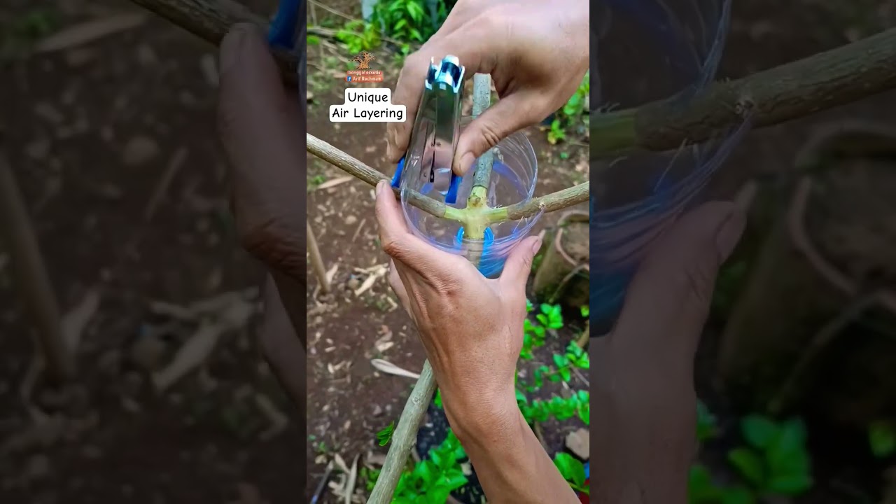 Unique Air Layering #bonsai #gardening #grafting #diy #craft