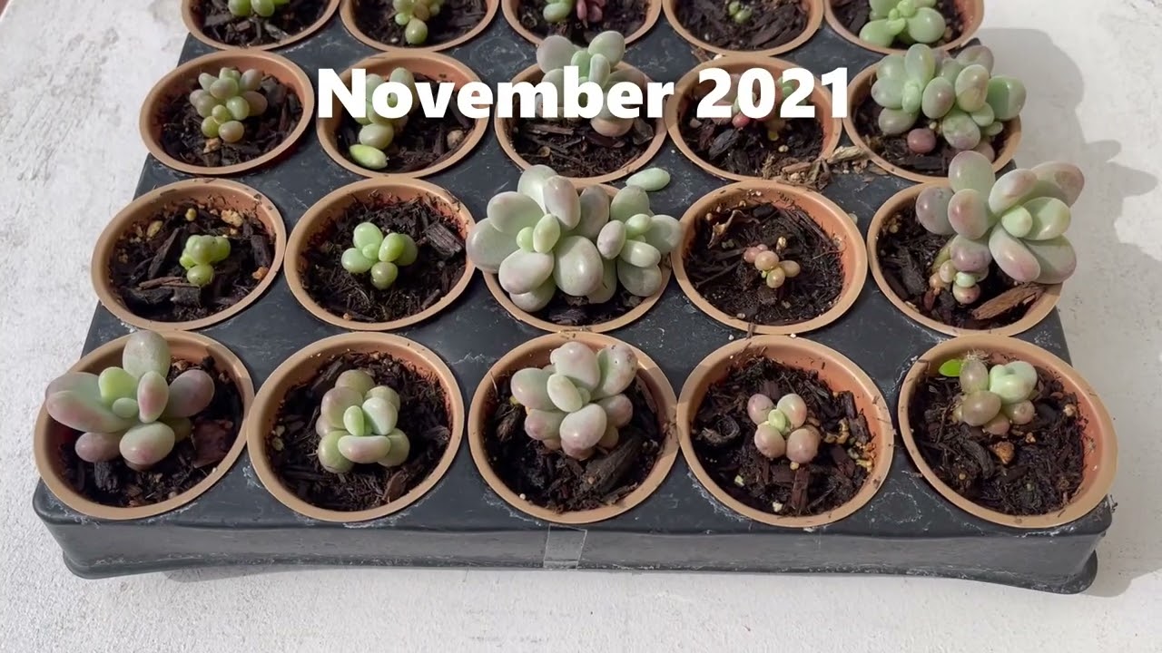 Succulent - Moonstone Propagation