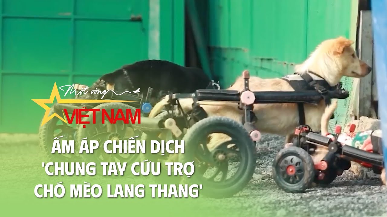 Ấm áp chiến dịch 'Chung tay cứu trợ chó mèo lang thang' | Thời báo VTV