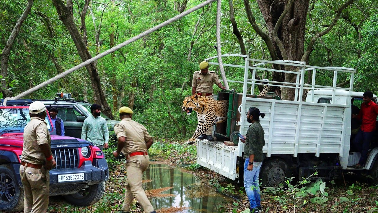 सिद्धार्थनगर में तेंदुएं ने 8 लोगों को किया था घायल, आज इसे जंगल कैसे आजाद किया गया?😱Release Leopord