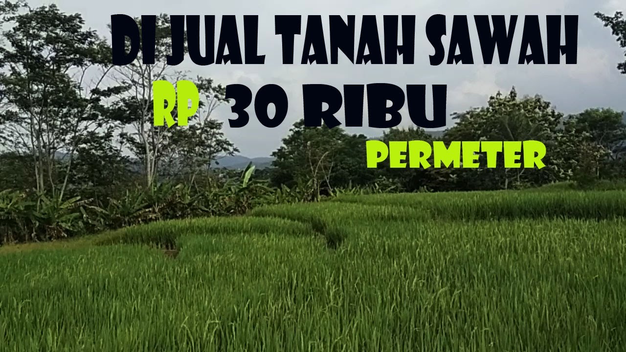 di jual tanah sawah, murah  RP 30, ribu/ mtr