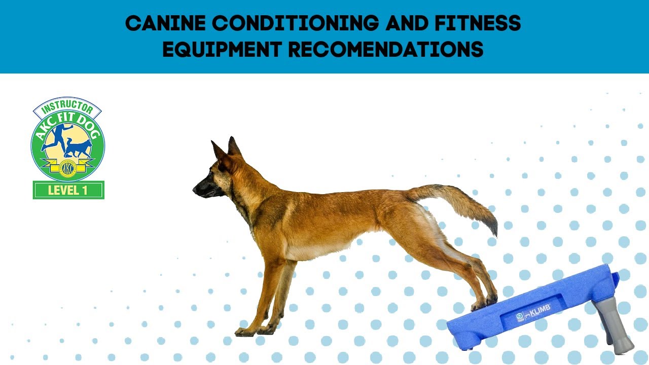 AKC FIT DOG| Dog Training Equipment Recommendations for Canine Fitness and Body Awareness Exercises