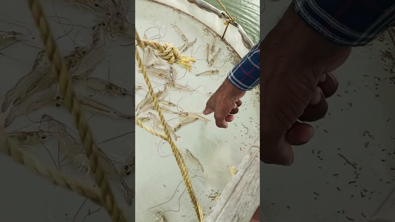 🦐🦐🦐At Work Aquaculture Technical Sales Manager 🦐🦐🦐