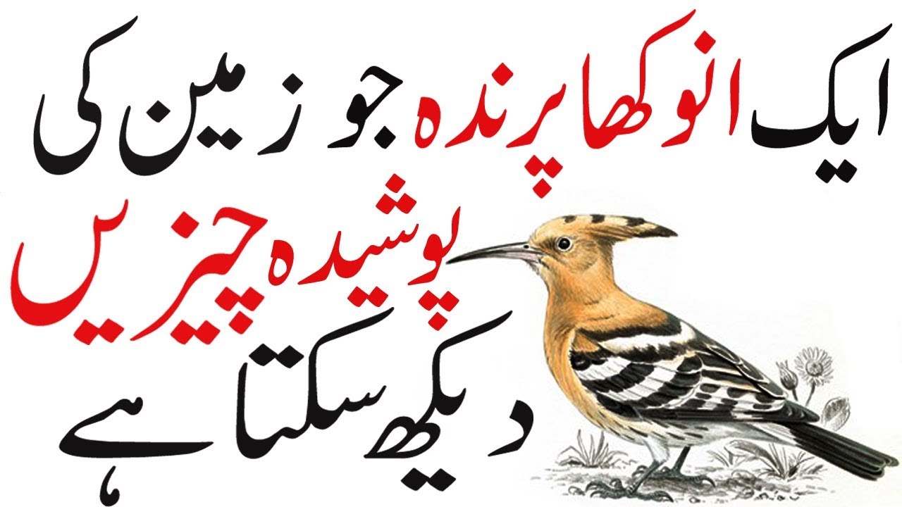 Interesting Facts About Hoopoe Bird | Bird house | Hoopoe Bird Facts | Interesting About birds