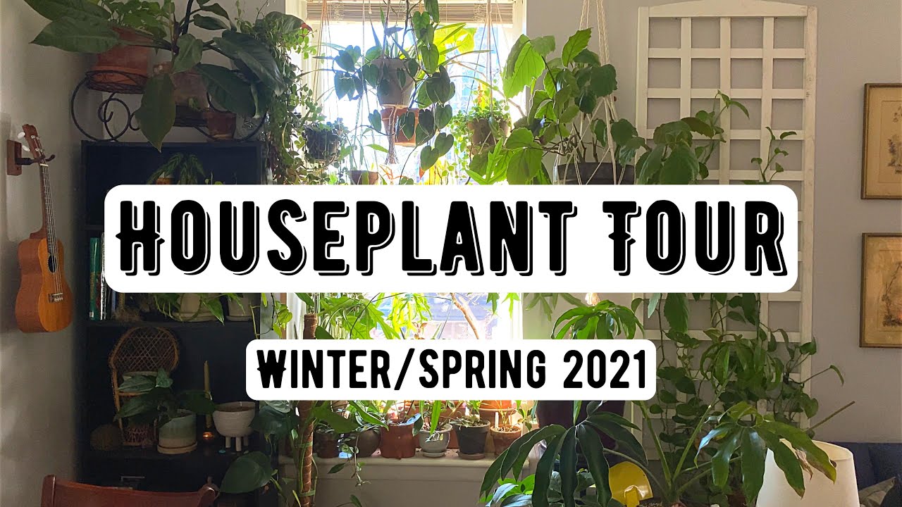 Houseplant Tour (400+ Plants) | Winter/Spring 2021