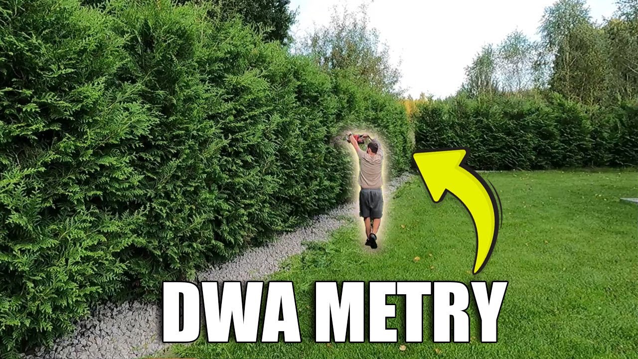 DWUMETROWE TUJE. Szybki przyrost,  cięcie i nawożenie