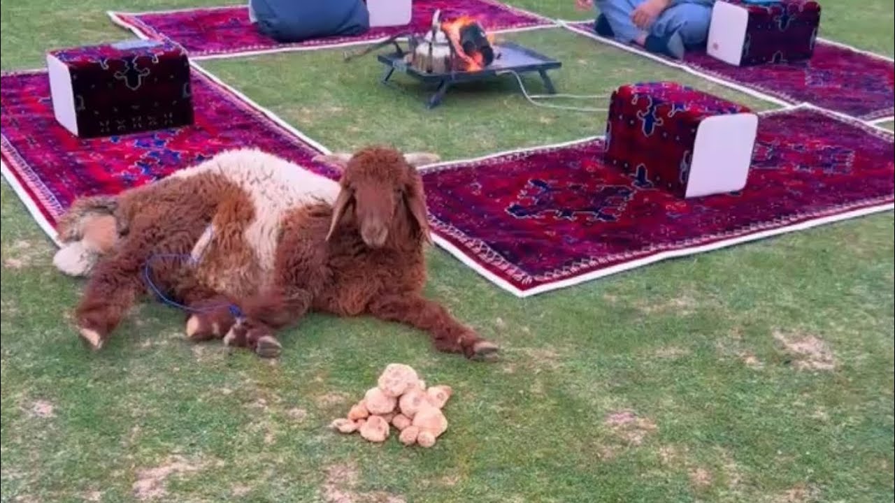 كشتة فقع و هرفي بالشمال