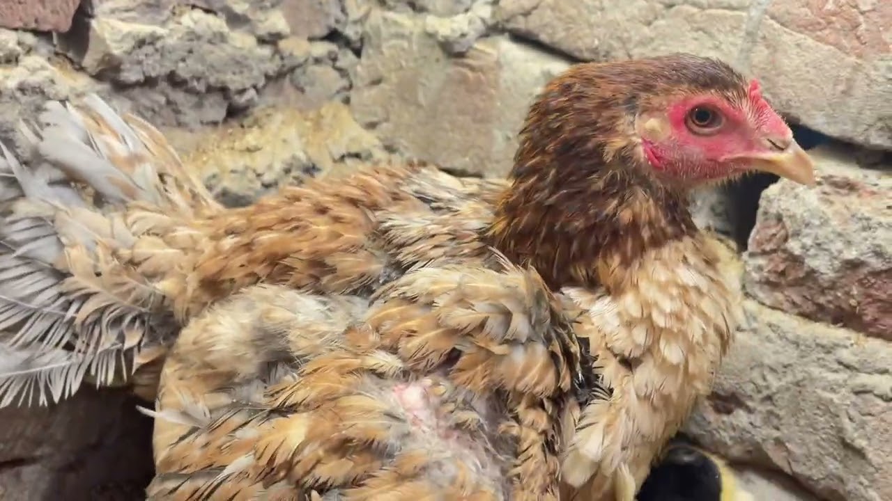 OMG! Baby Chicks Got New Toys 😍 Meet Their Family چوزوں کو نئے کھلونے مل گئے 😍 | ان کی فیملی سے ملو
