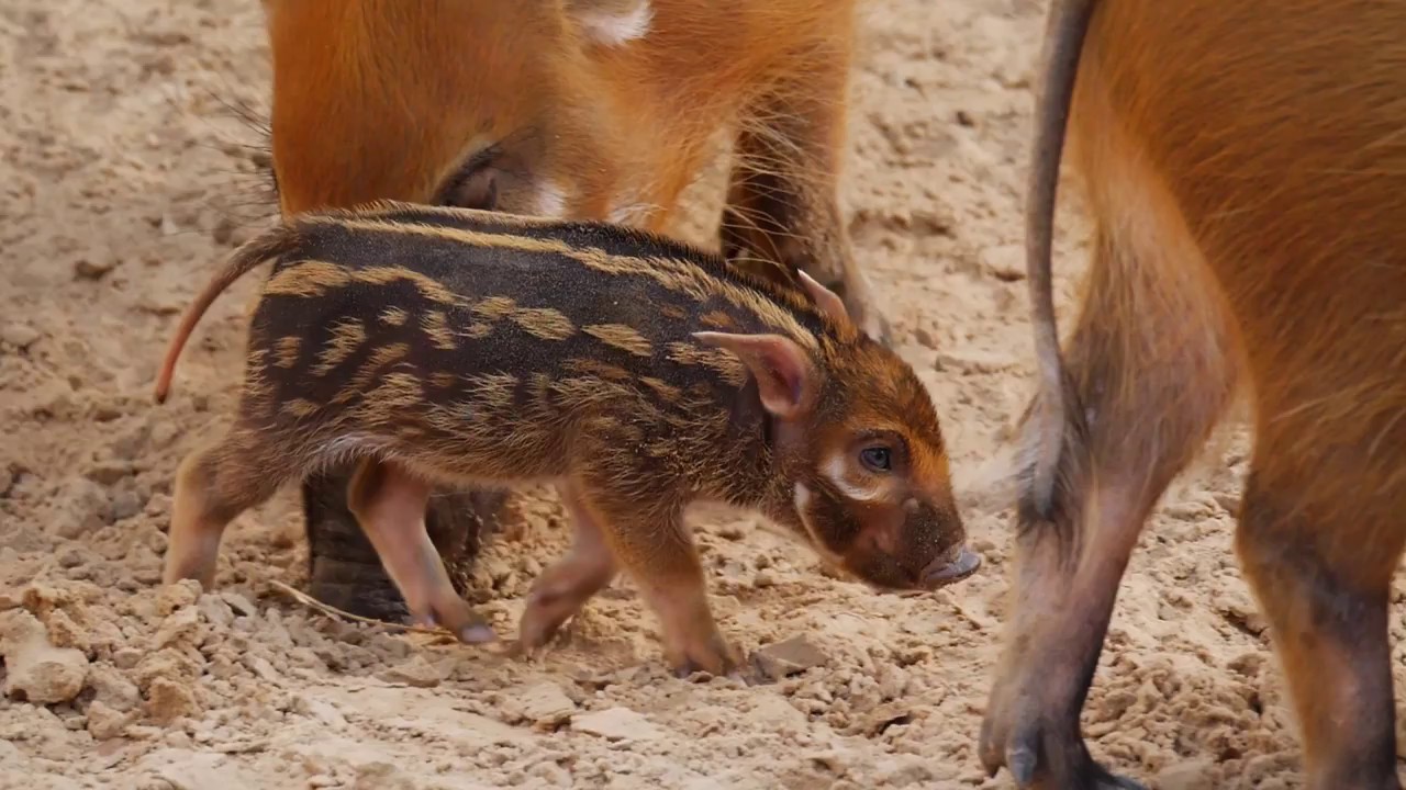 Red River Hog Baby