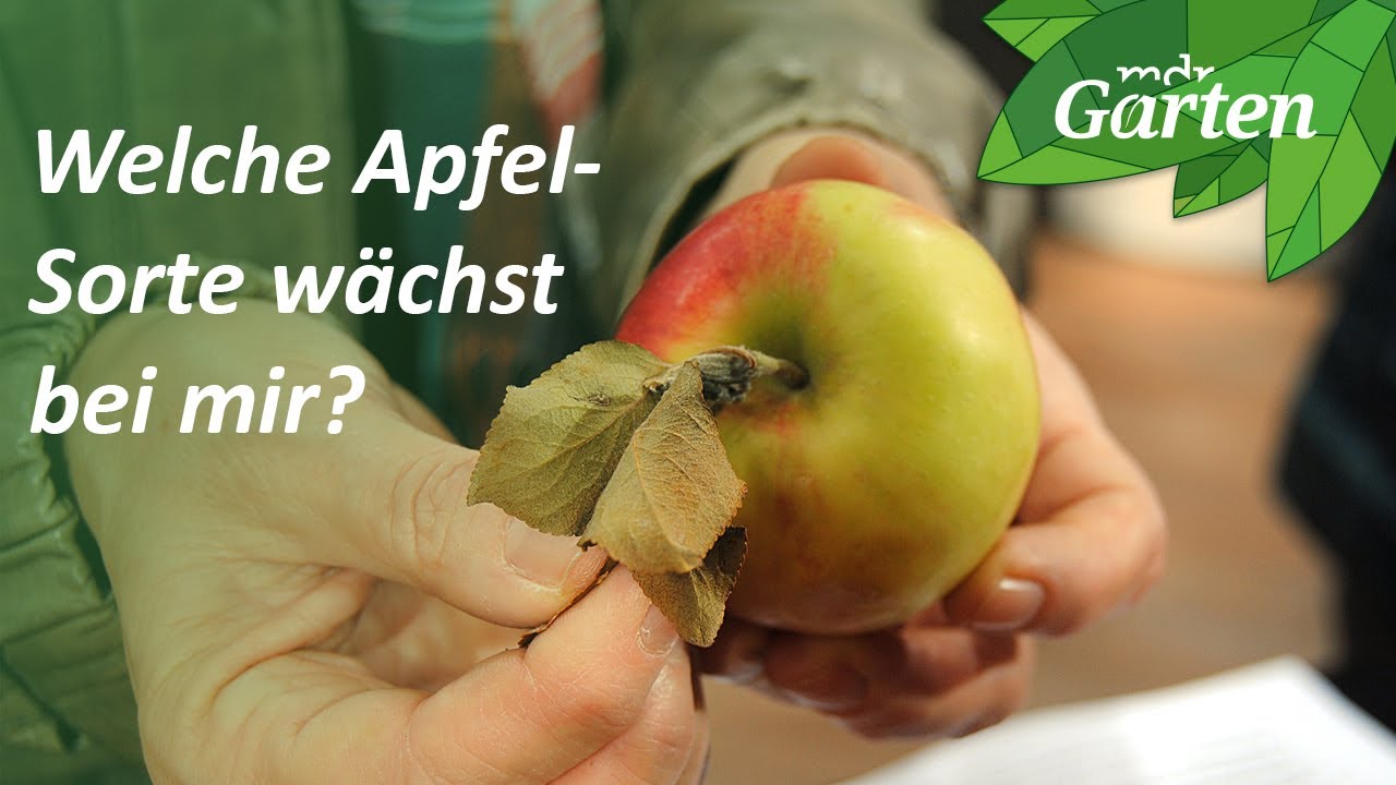 Unbekannte Apfel-Sorte im Kleingarten? So hilft ein Pomologe beim Bestimmen | MDR Garten