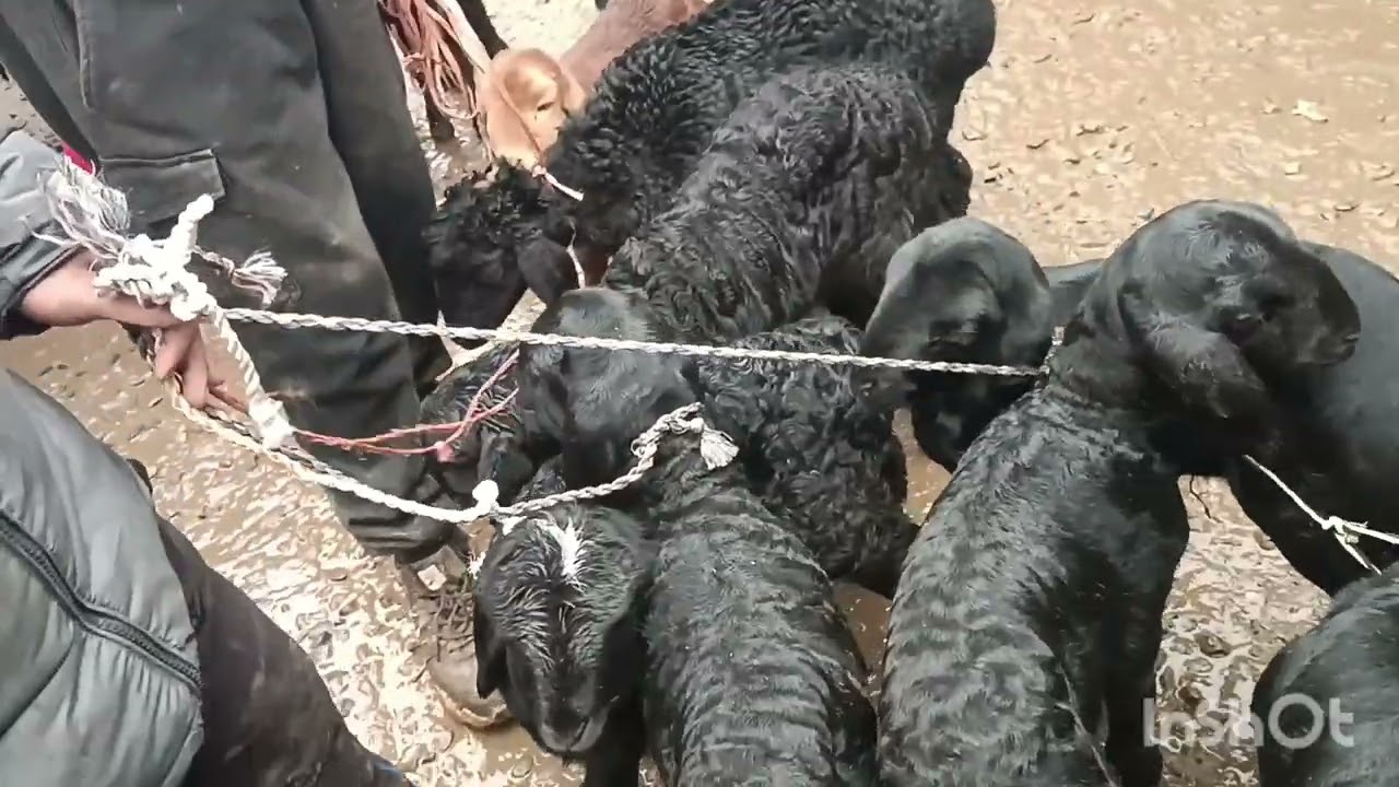 Молбозори ленский раён шахри Душанбе 