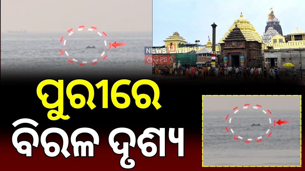 ପୁରୀ ସମୁଦ୍ରରେ ବିରଳ ଦୃଶ୍ଯ | Puri Jagannath Temple | Dolphins Spotted in Puri Sea | Odia News