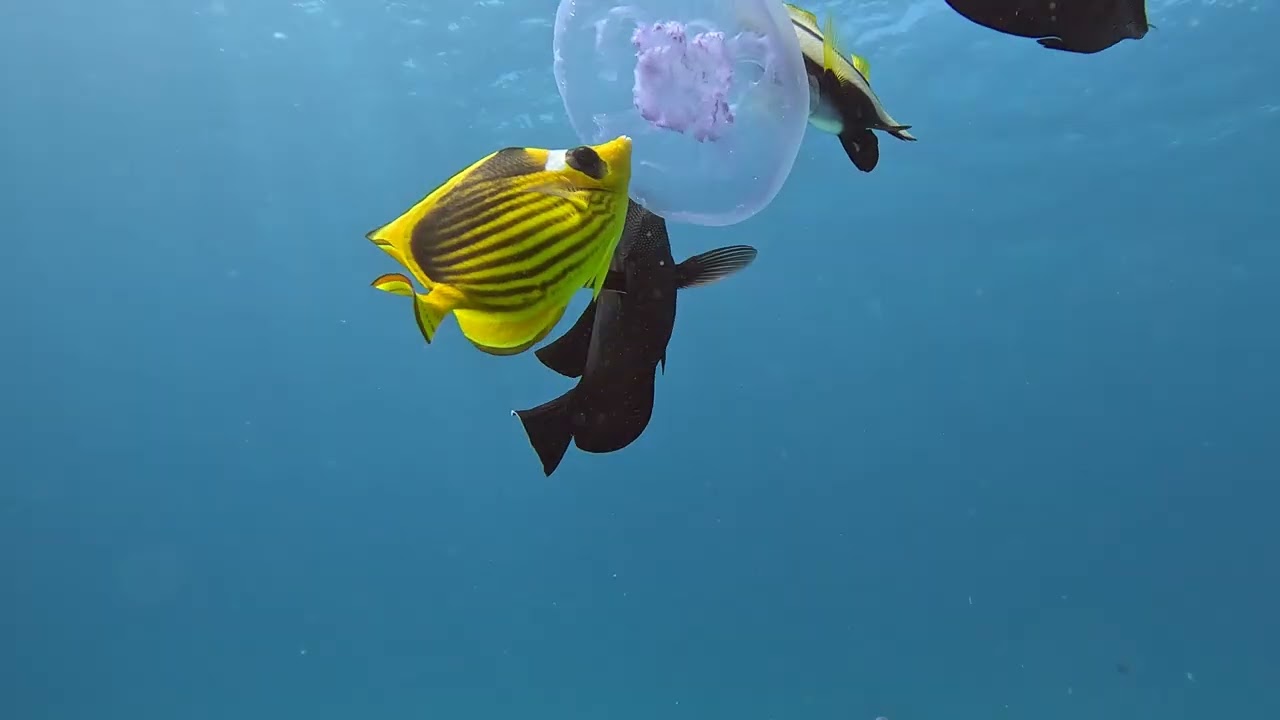Gotta Abu Ramada, Hurghada, Egypt 10 March 2026. Depth 14m. Dive time 50 minutes