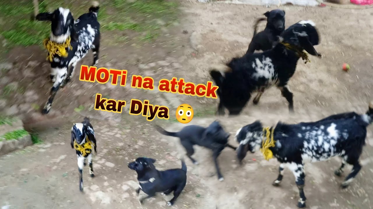 MOTi na goat par attack Kar Diya 😱 || Haider Punjabi Shok vlog YouTube video....