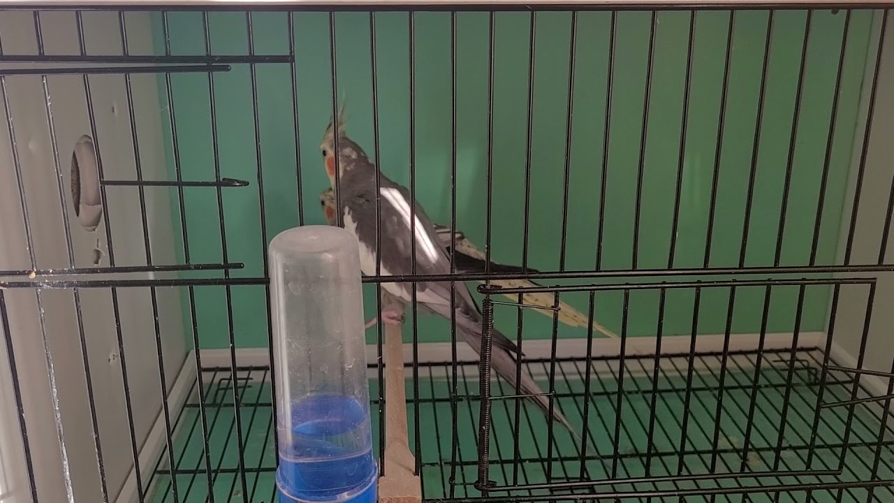 Sultan papağan çiftleşme sesi cockatiel singing
