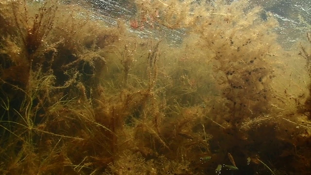Flooded Seasonal habitat - Mato Grosso do Sul, Brazil