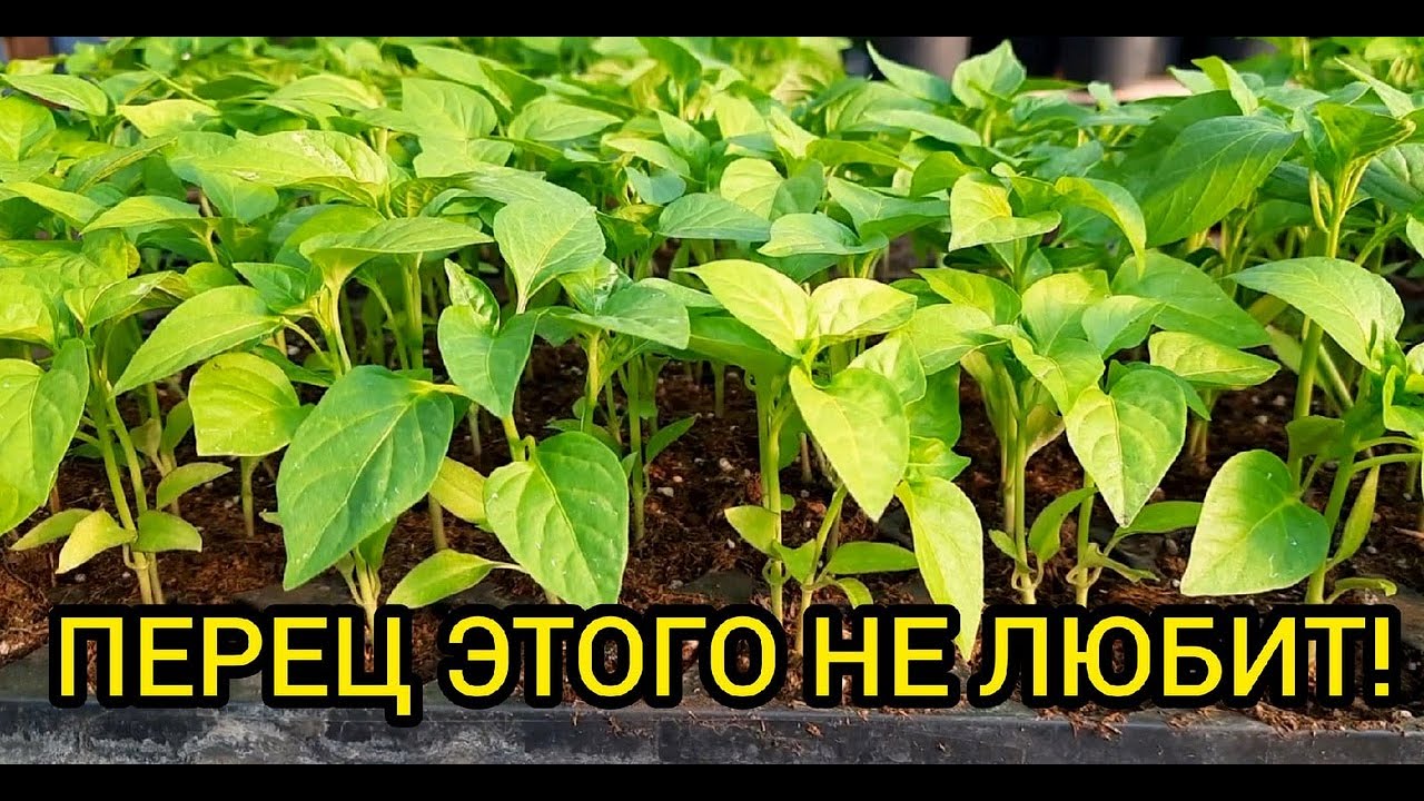 Главные ошибки при высадке перца в грунт!
