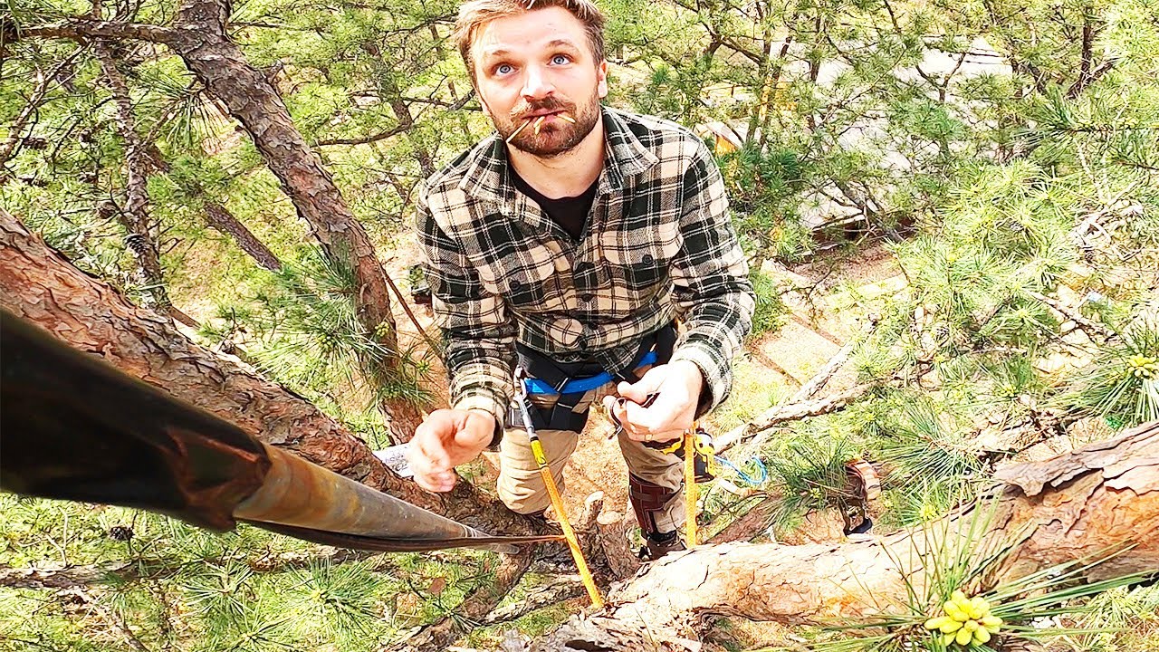 Mounting Antenna in Tallest Tree of the Forest!