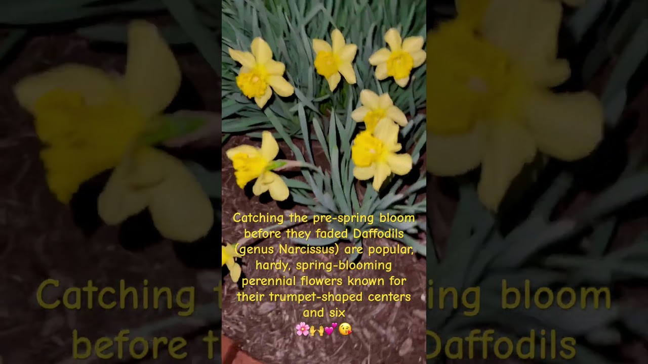 Take time to enjoy God’s beautiful Daffodils 🌼 😘💕🌸#jesuslovesyou #garden #flowers