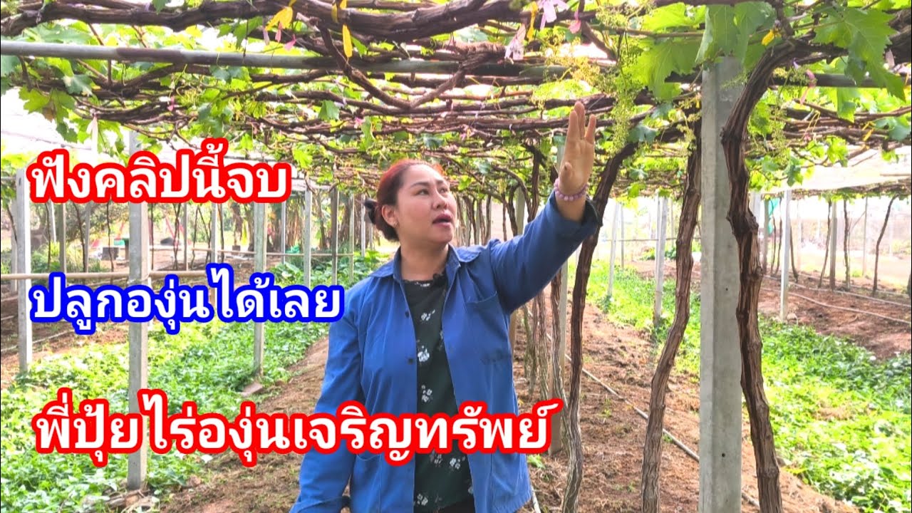 จัดการสวนองุ่นขั้นเทพ!! ดูคลิปนี้จบได้ความรู้เยอะเลย พี่ปุ้ย ไร่องุ่นเจริญทรัพย์