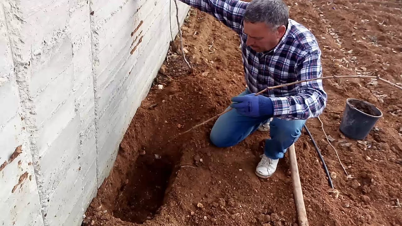 زراعة قصبة العنب مباشرةً في التربة2 .How to Plant a Grape Vine Canes directly in the soil 2