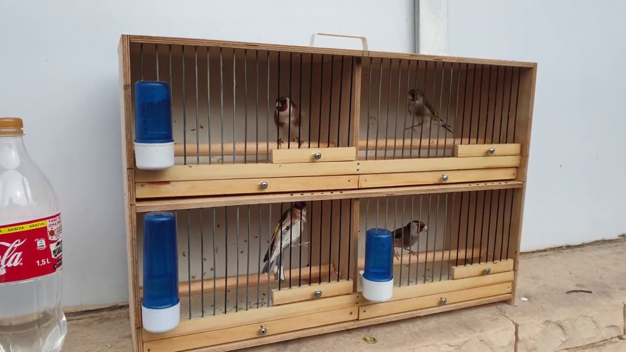Тошкент қуш бозори: Сайроқилар-Певчие 23.01.21Птичий рынок Ташкент bird market in Tashkernt