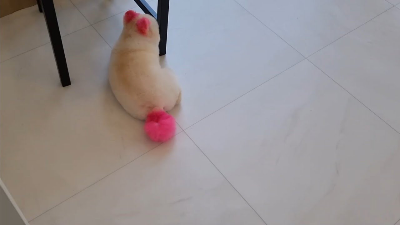 강아지 포메 미용 가위컷 | pomeranian grooming | 핑크바다 | 은평구애견미용실 그루머로 