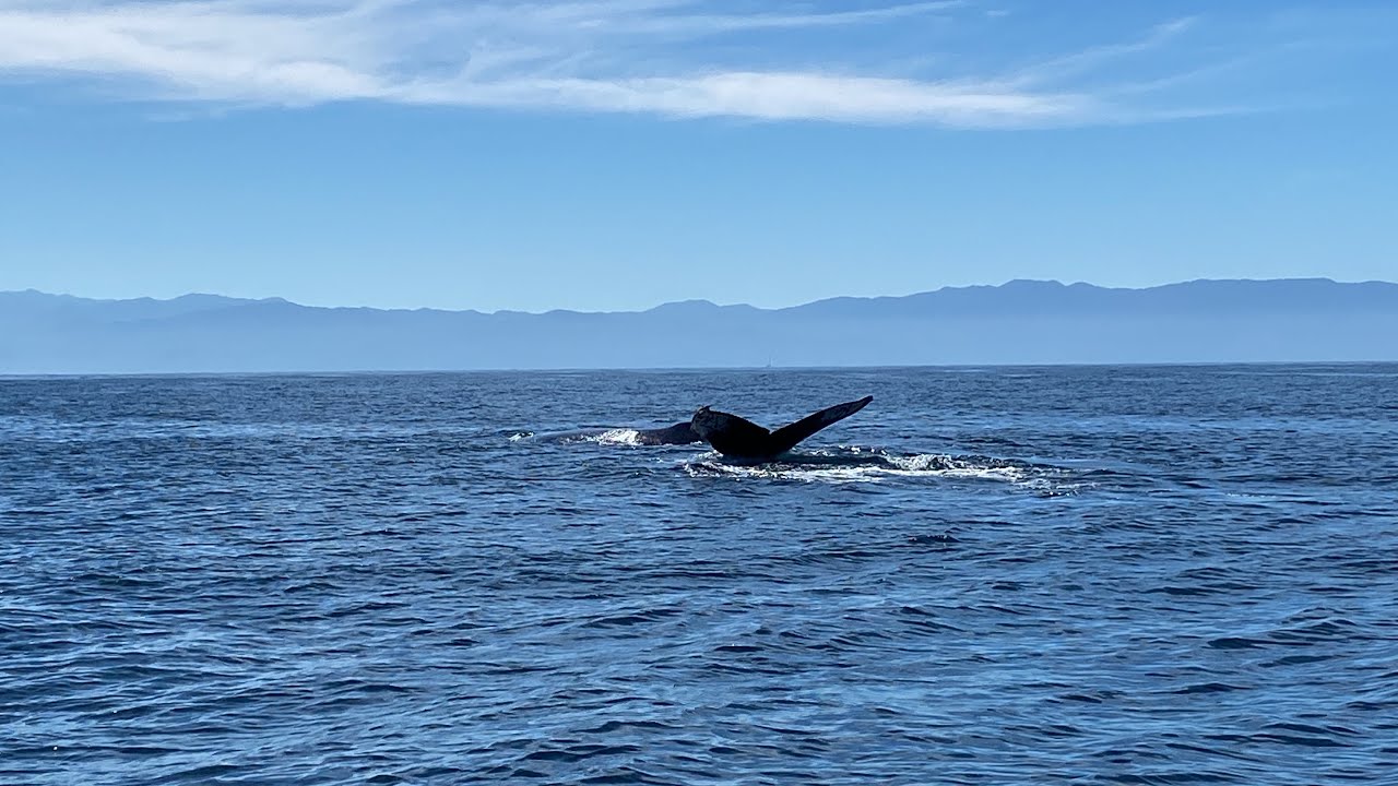 Ballenas Jorobadas y Turismo Cient&iacute;fico | Bi&oacute;logos Marinos ORG